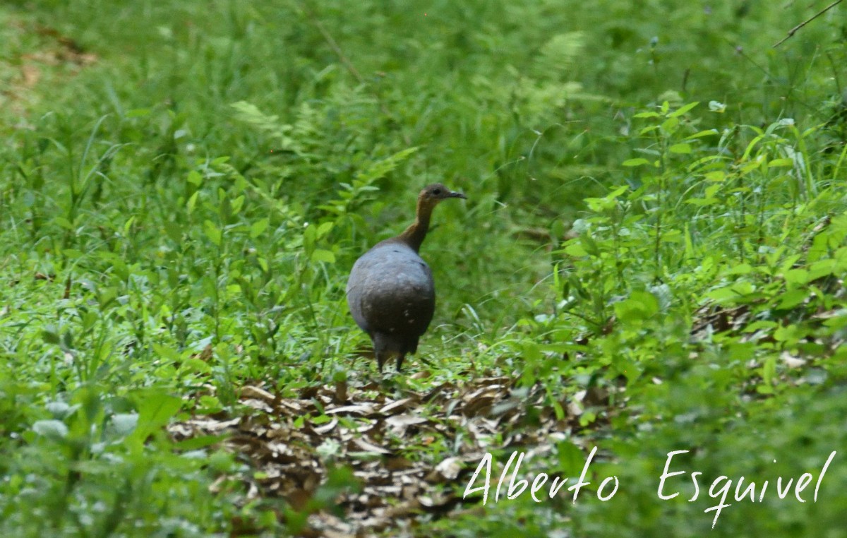 Solitary Tinamou - Alberto Esquivel Wildlife PY