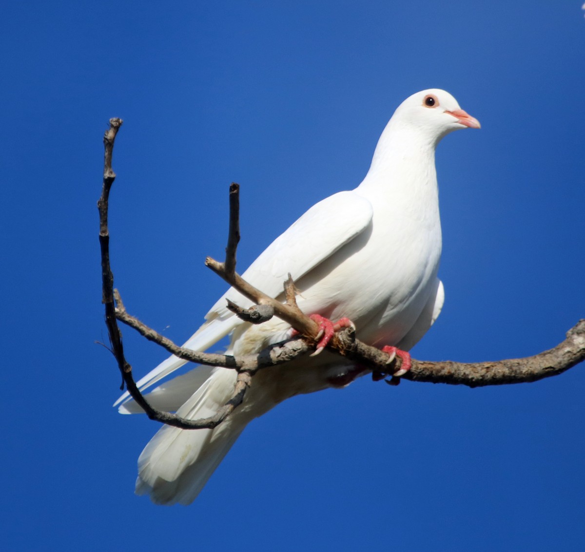 Rock Pigeon (Feral Pigeon) - Linda Thomas