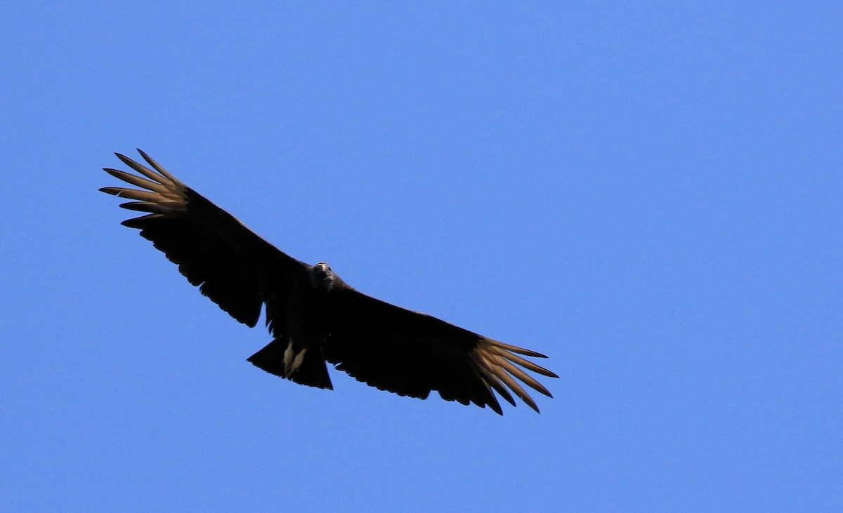 Black Vulture - Patrick MONNEY