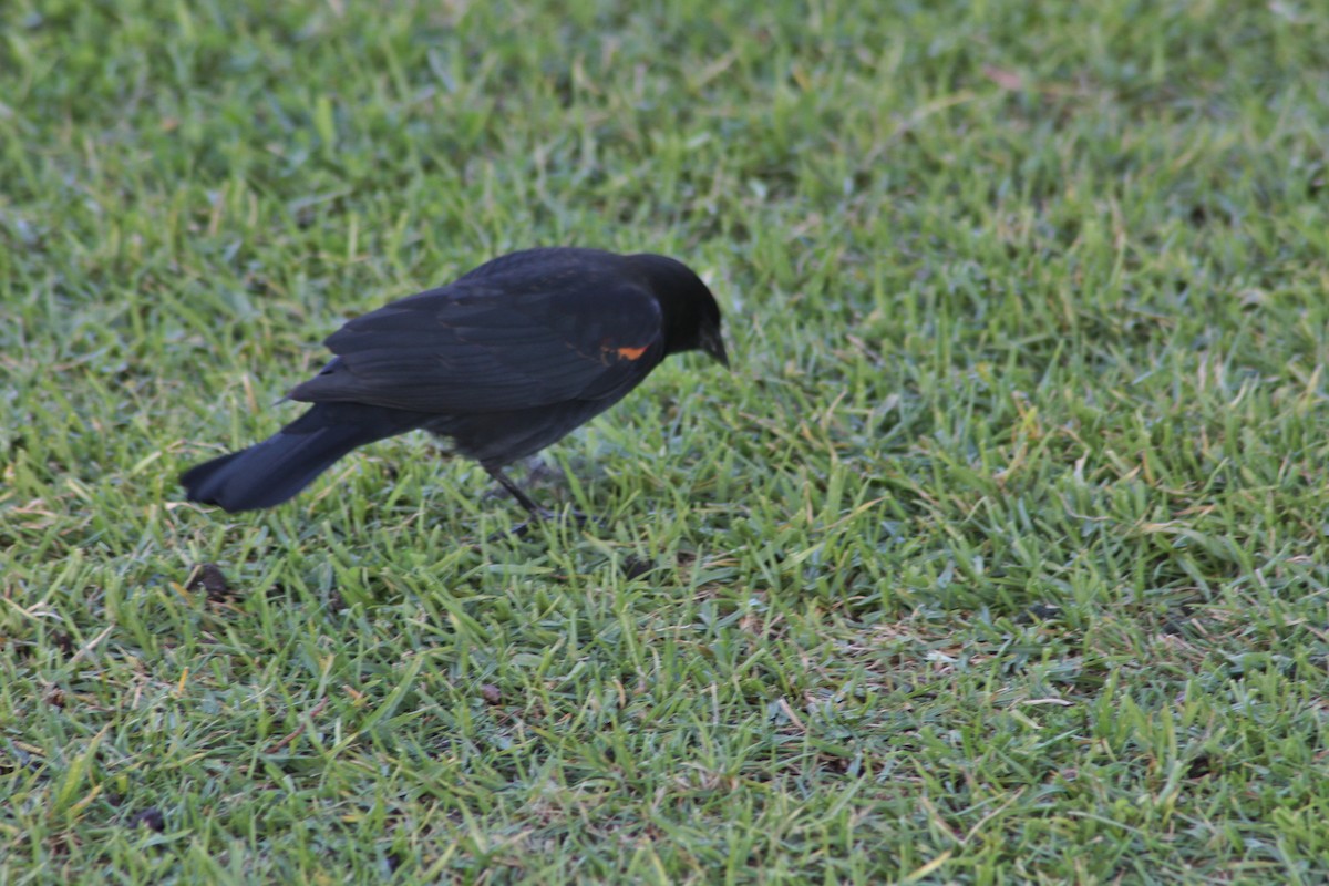 Red-winged Blackbird - ML89752101
