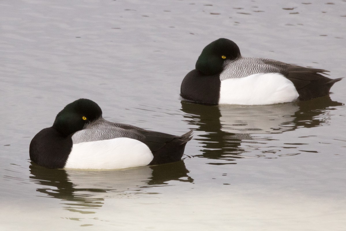 Greater Scaup - ML89752231