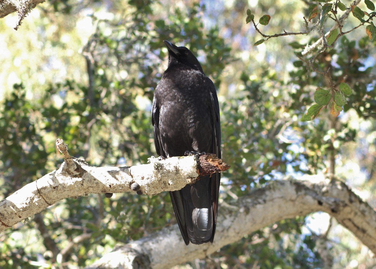American Crow - ML89752271