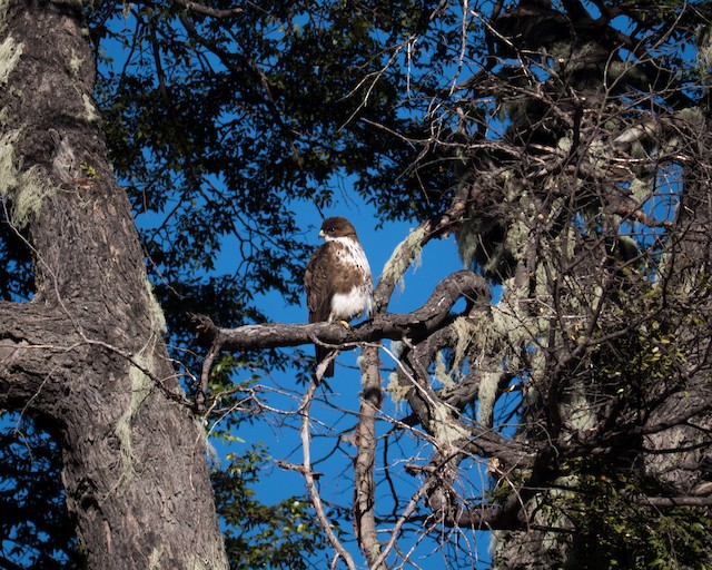 Bird perched on a tree; Ñuble, Chile. - White-throated Hawk - 