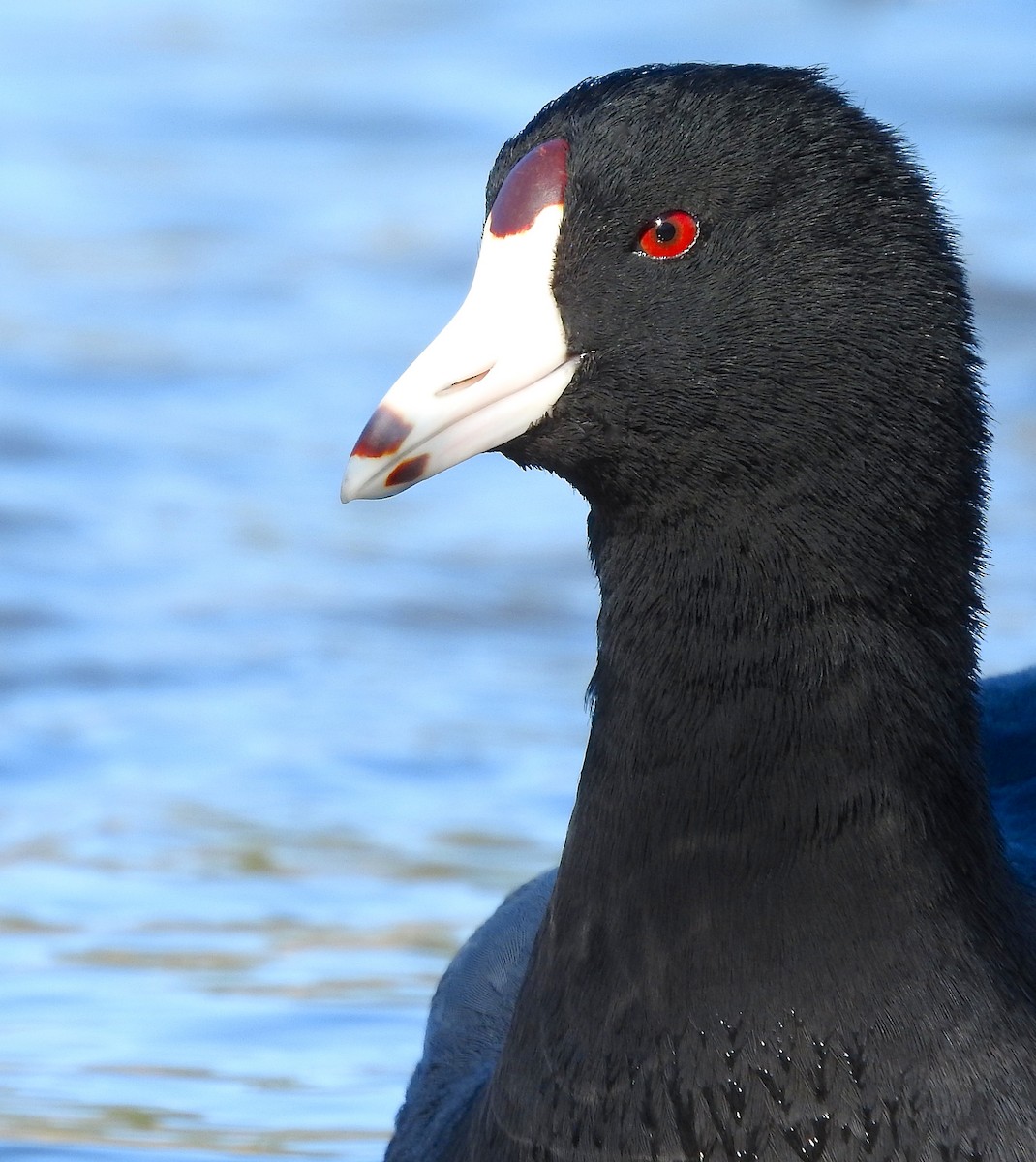 American Coot (Red-shielded) - Cole Gaerber