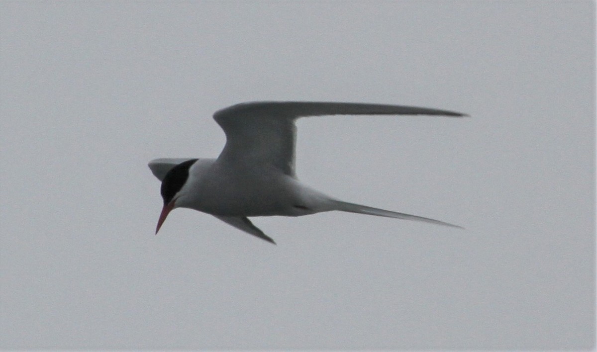 Arctic Tern - ML89763411