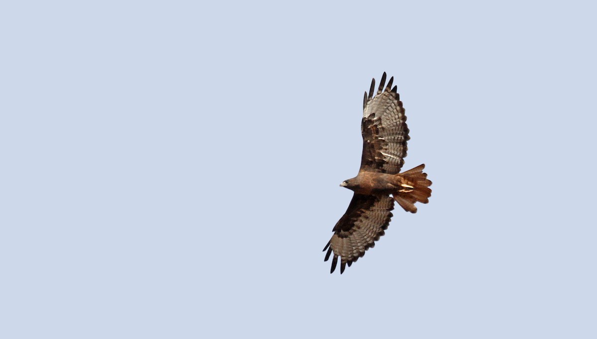Red-tailed Hawk (calurus/alascensis) - ML89763441