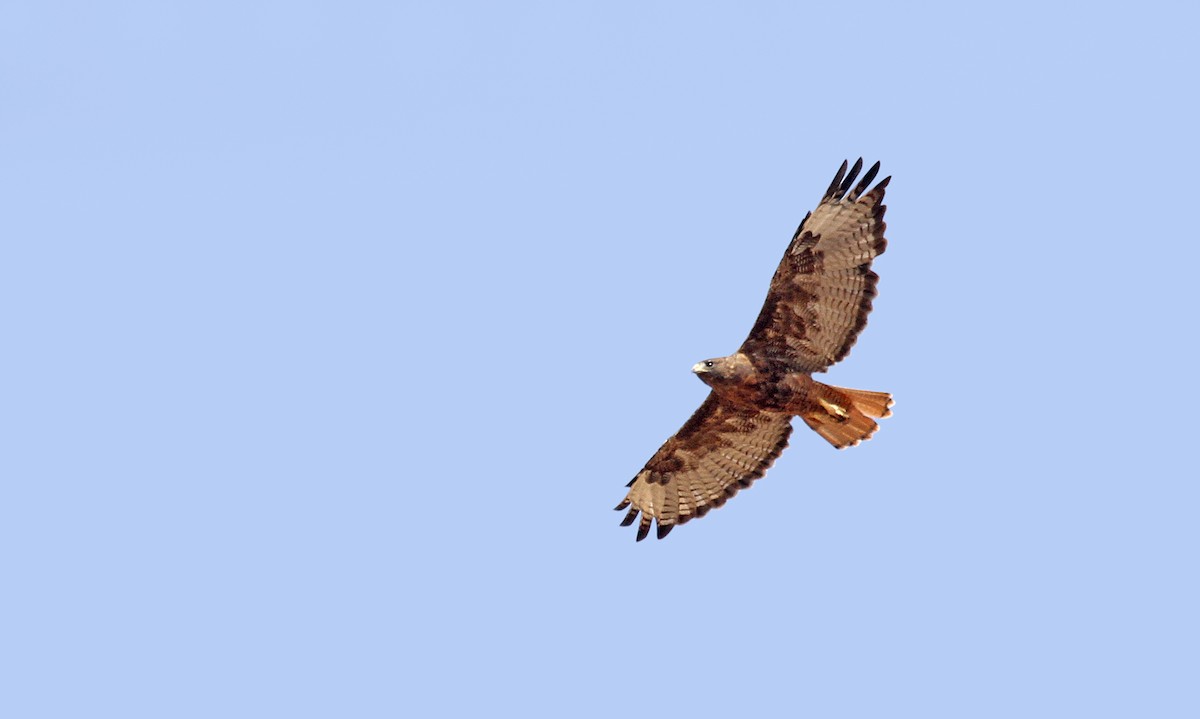 Red-tailed Hawk (calurus/alascensis) - ML89763451