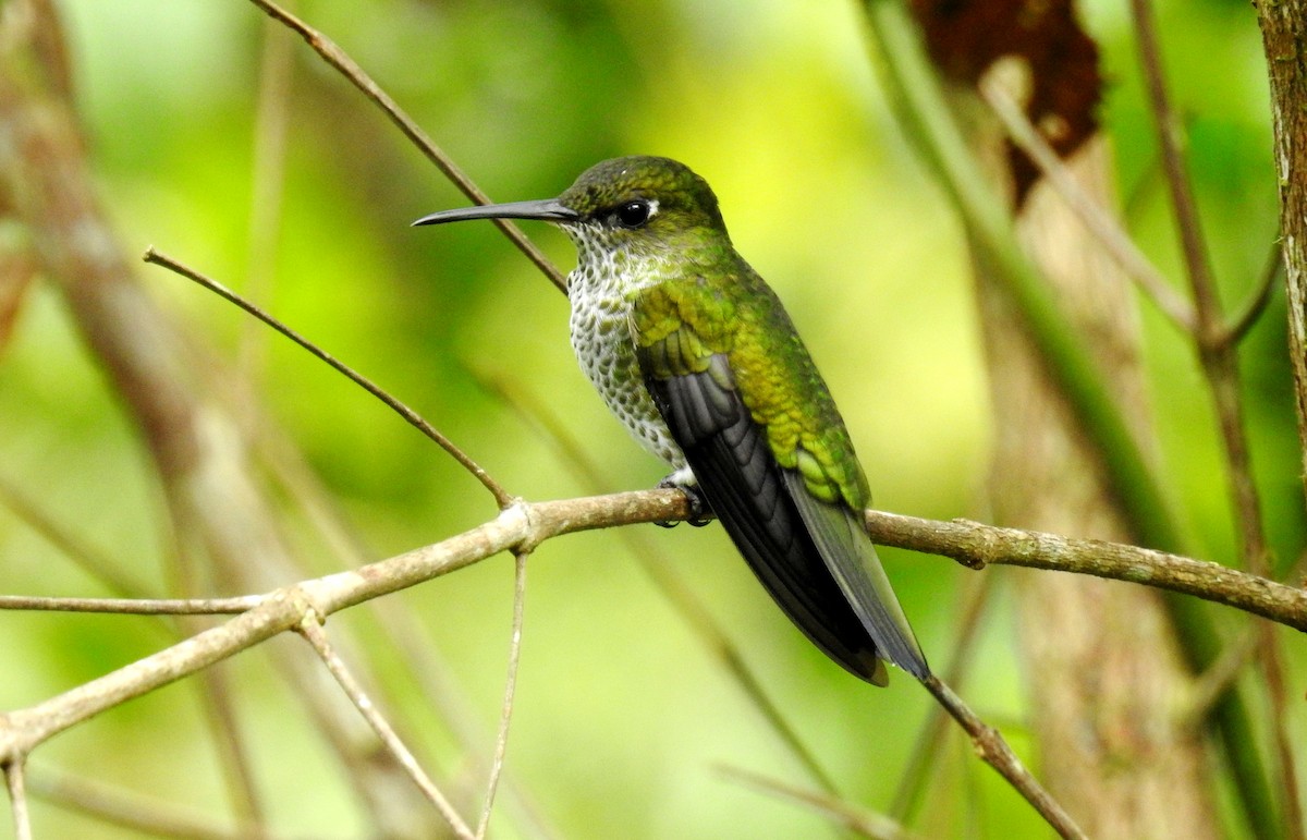 Many-spotted Hummingbird - Fernando Angulo - CORBIDI