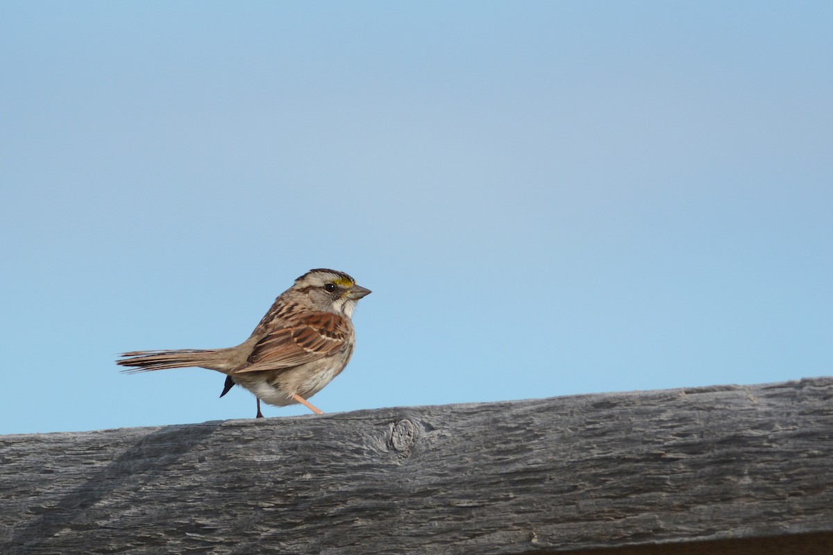 White-throated Sparrow - Cameron Eckert