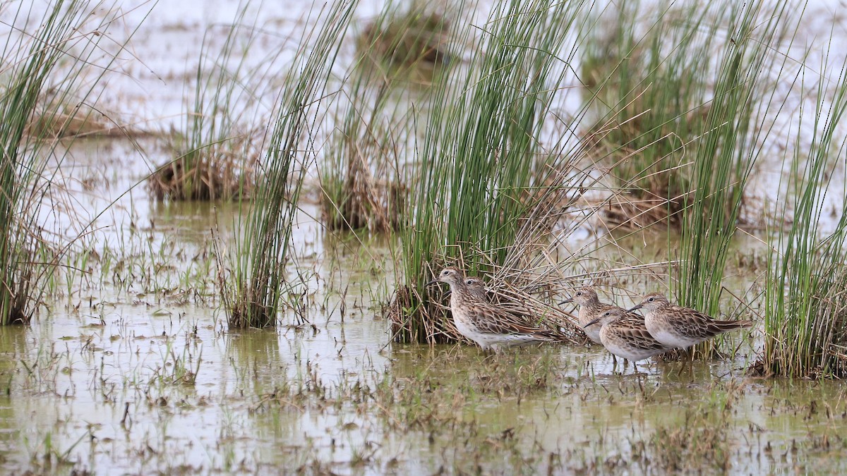 Sharp-tailed Sandpiper - Ged Tranter