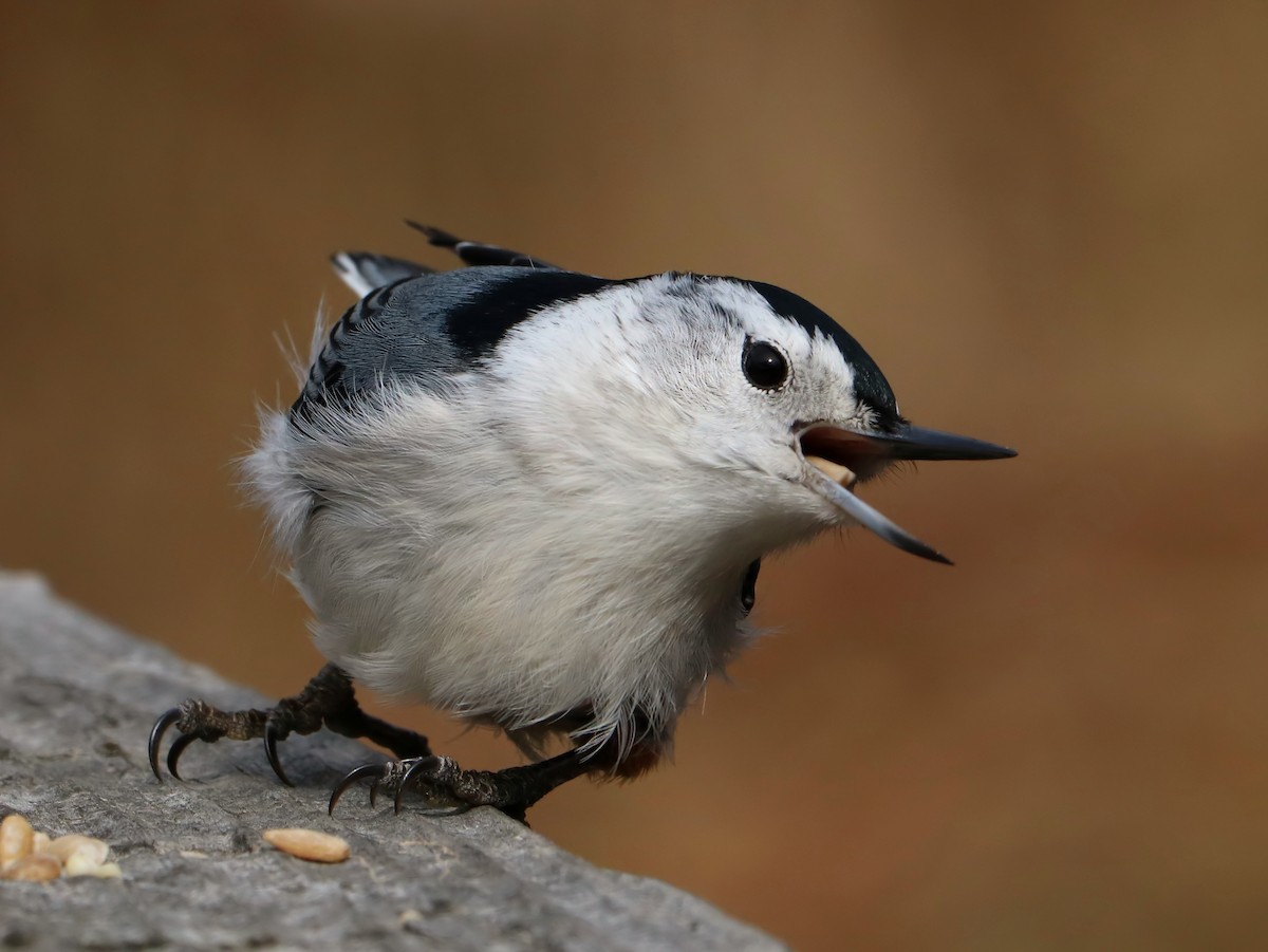White-breasted Nuthatch - ML89770231