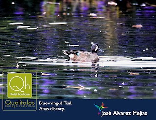Blue-winged Teal, ML89771051