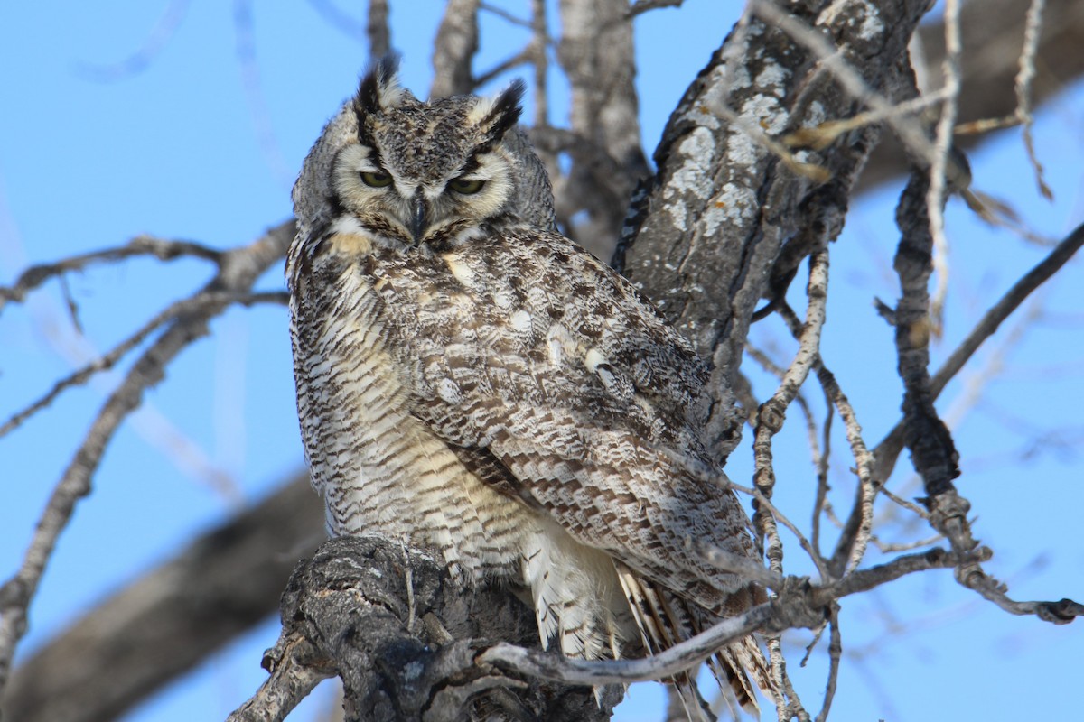 Great Horned Owl - ML89771611