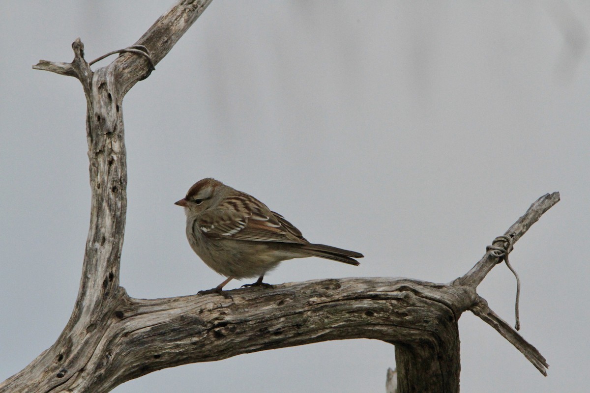 American Tree Sparrow - Paul Miller