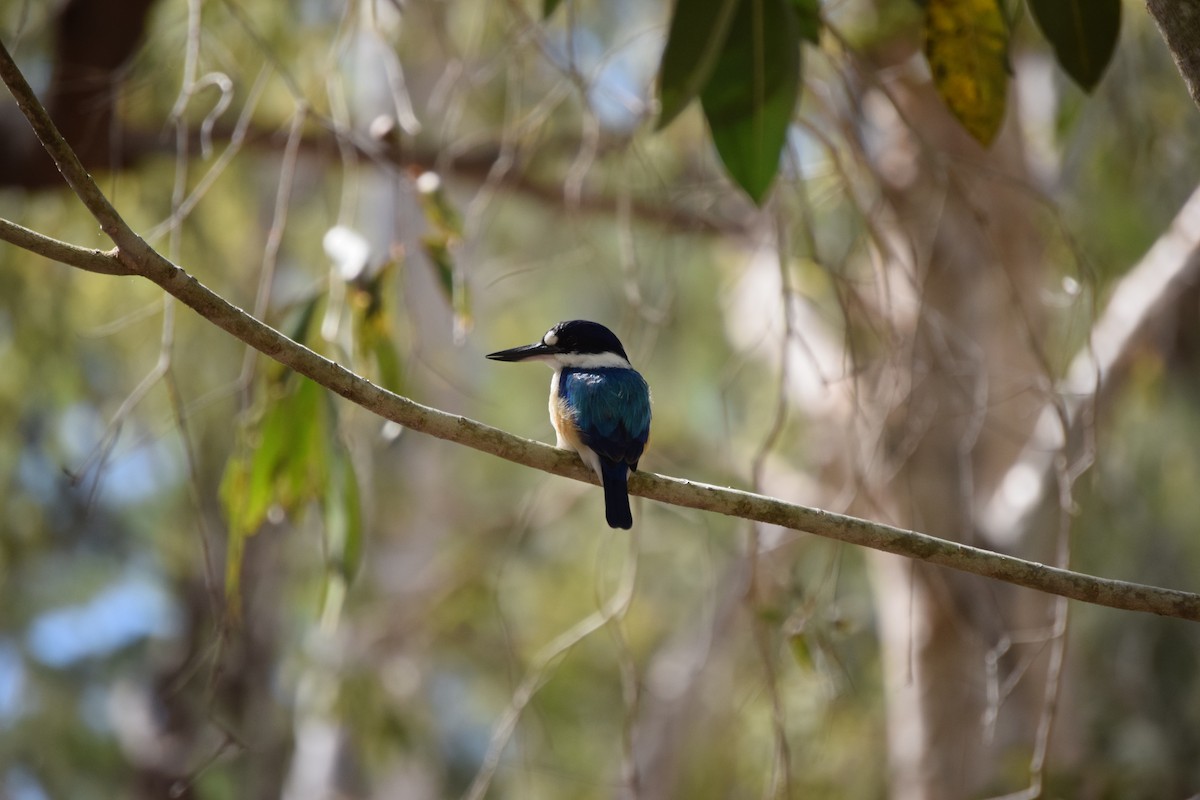 Forest Kingfisher - Ethan Monk