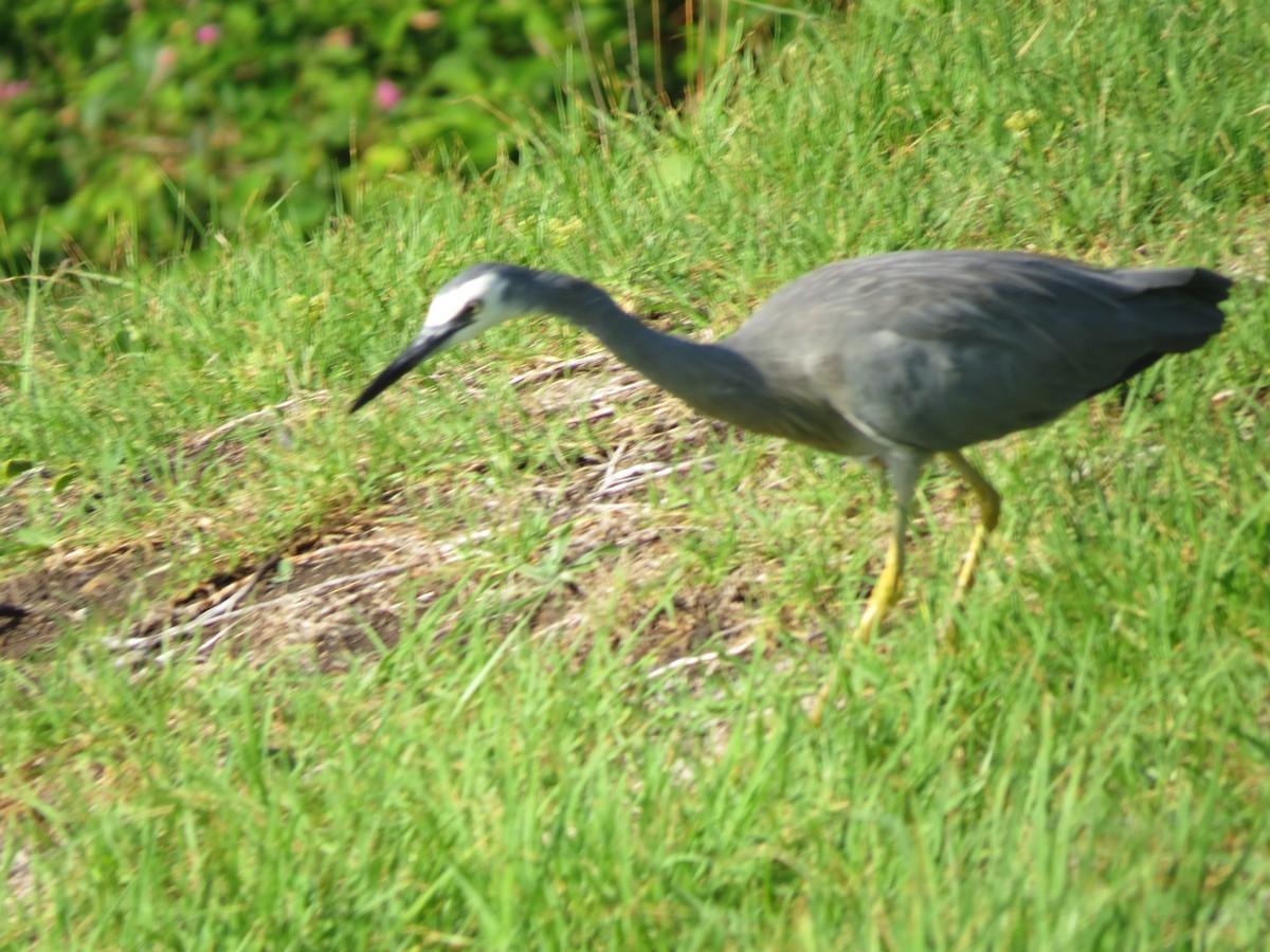 White-faced Heron - Kevin Keirn