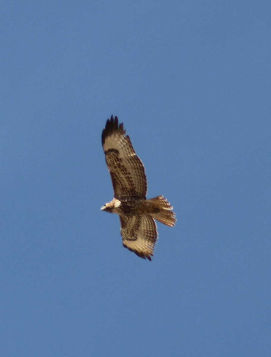 Red-tailed Hawk - ML89782161