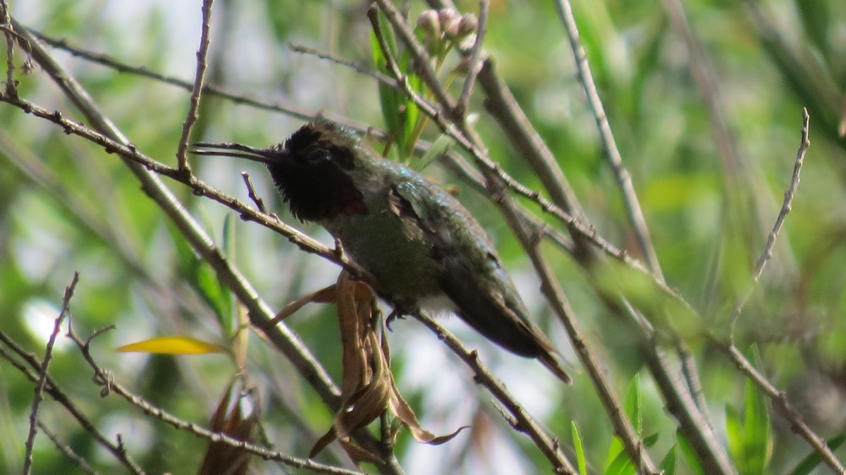 Anna's Hummingbird - ML89786191