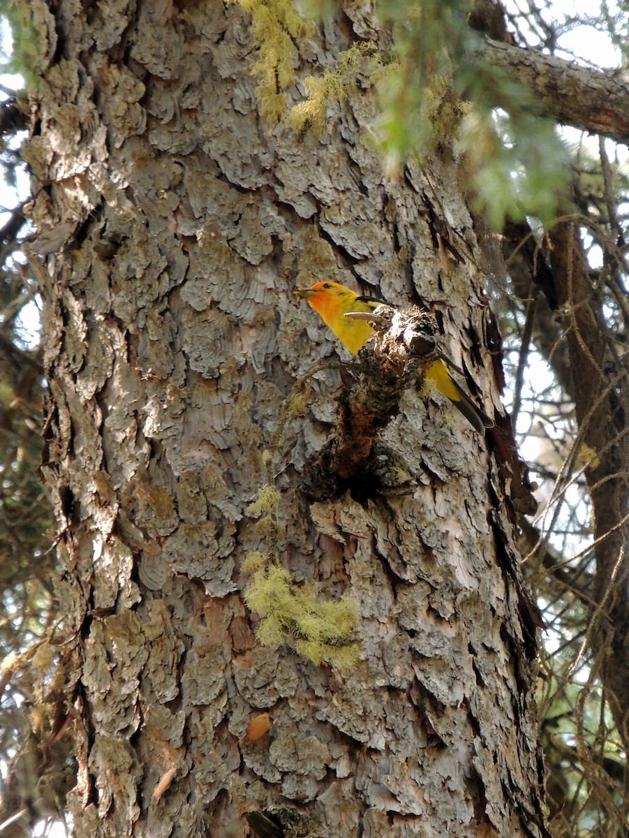 Western Tanager - ML89796671