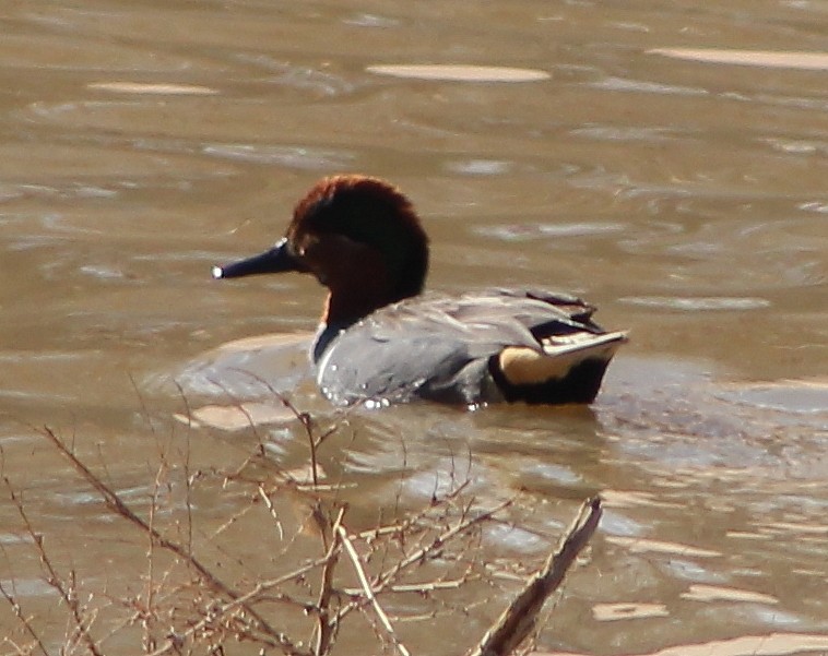 Green-winged Teal - ML89798901