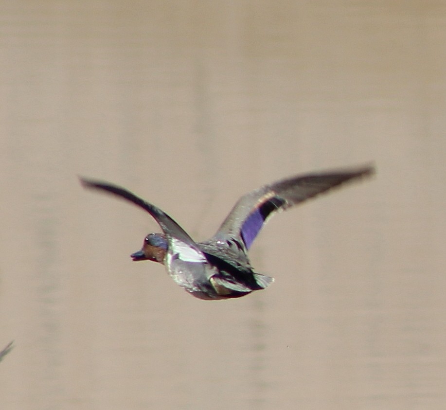 Green-winged Teal - ML89798911