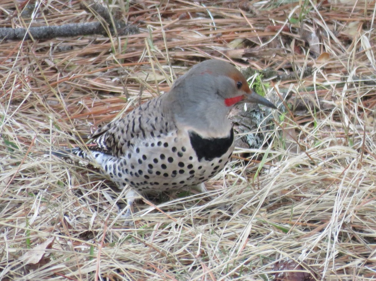 Northern Flicker (Yellow-shafted x Red-shafted) - Russ Namitz