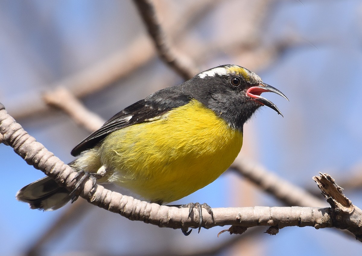 Bananaquit - Steven Mlodinow