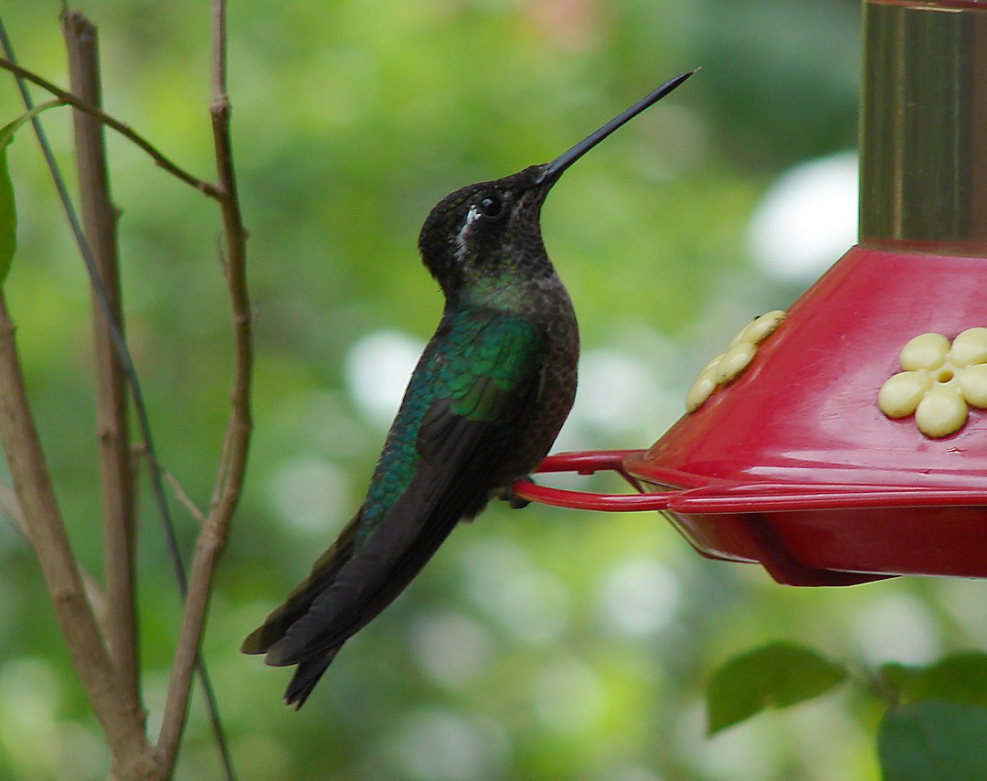 Talamanca Hummingbird - Kevin Groeneweg