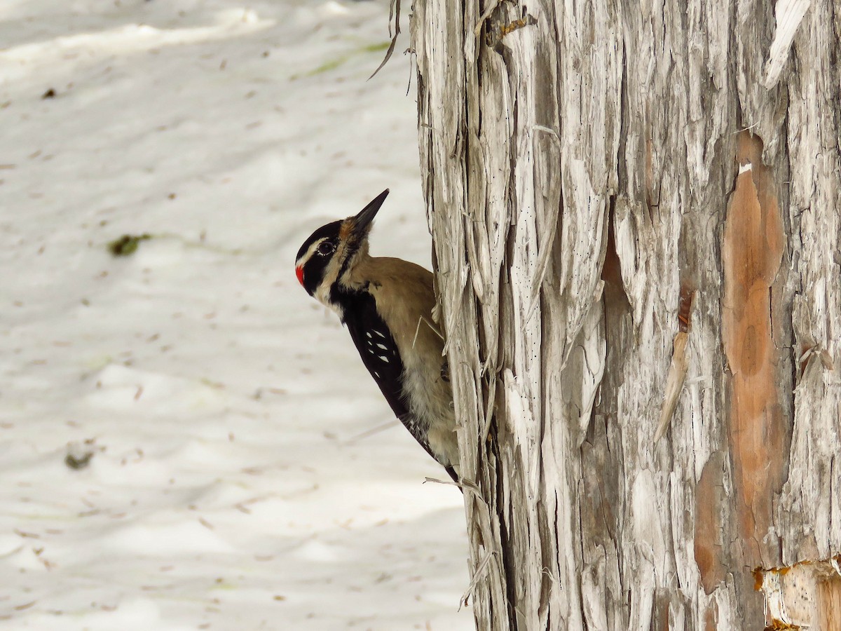 Hairy Woodpecker (Pacific) - ML89803111