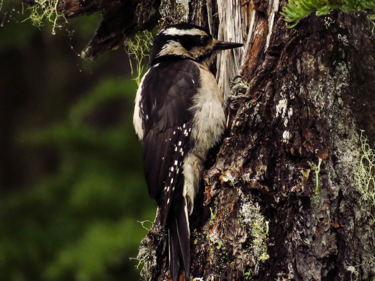 Hairy Woodpecker (Pacific) - ML89803161