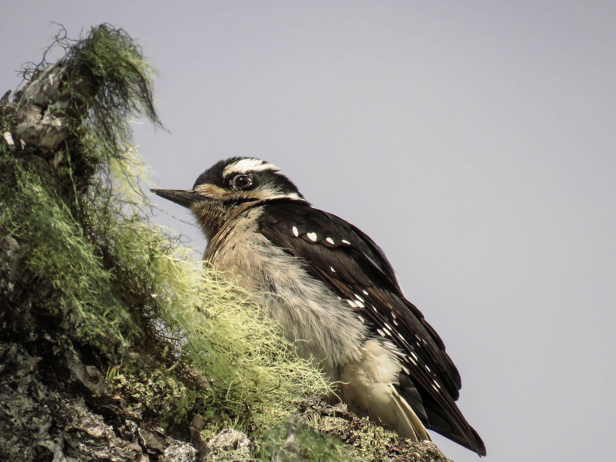 Hairy Woodpecker (Pacific) - ML89803171