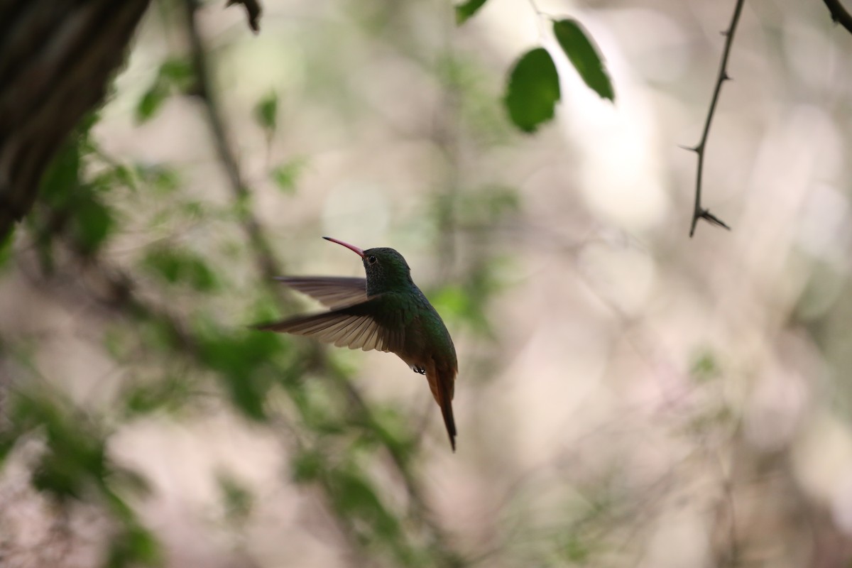 Buff-bellied Hummingbird - Eugene Huryn