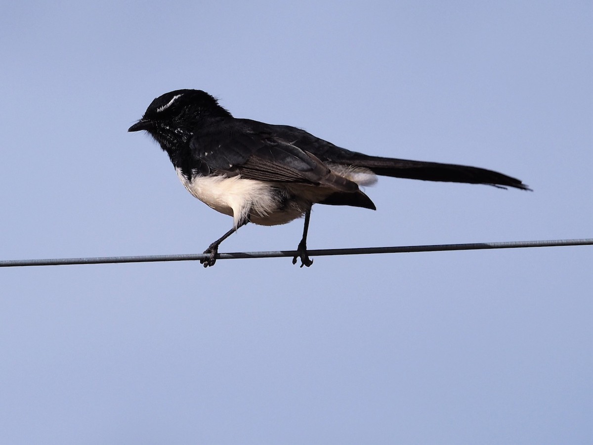 Willie-wagtail - Deb Oliver