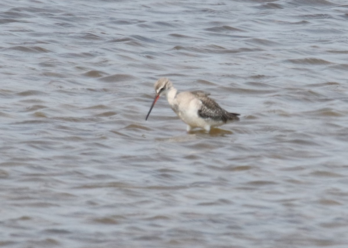 Spotted Redshank - ML89804441