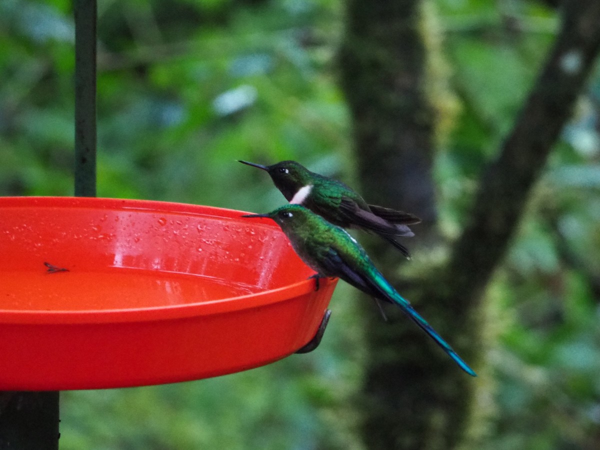 Long-tailed Sylph - ML89811061