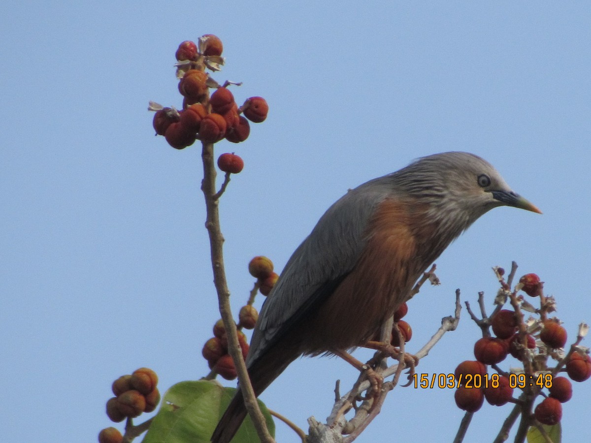 Chestnut-tailed Starling - ML89815191