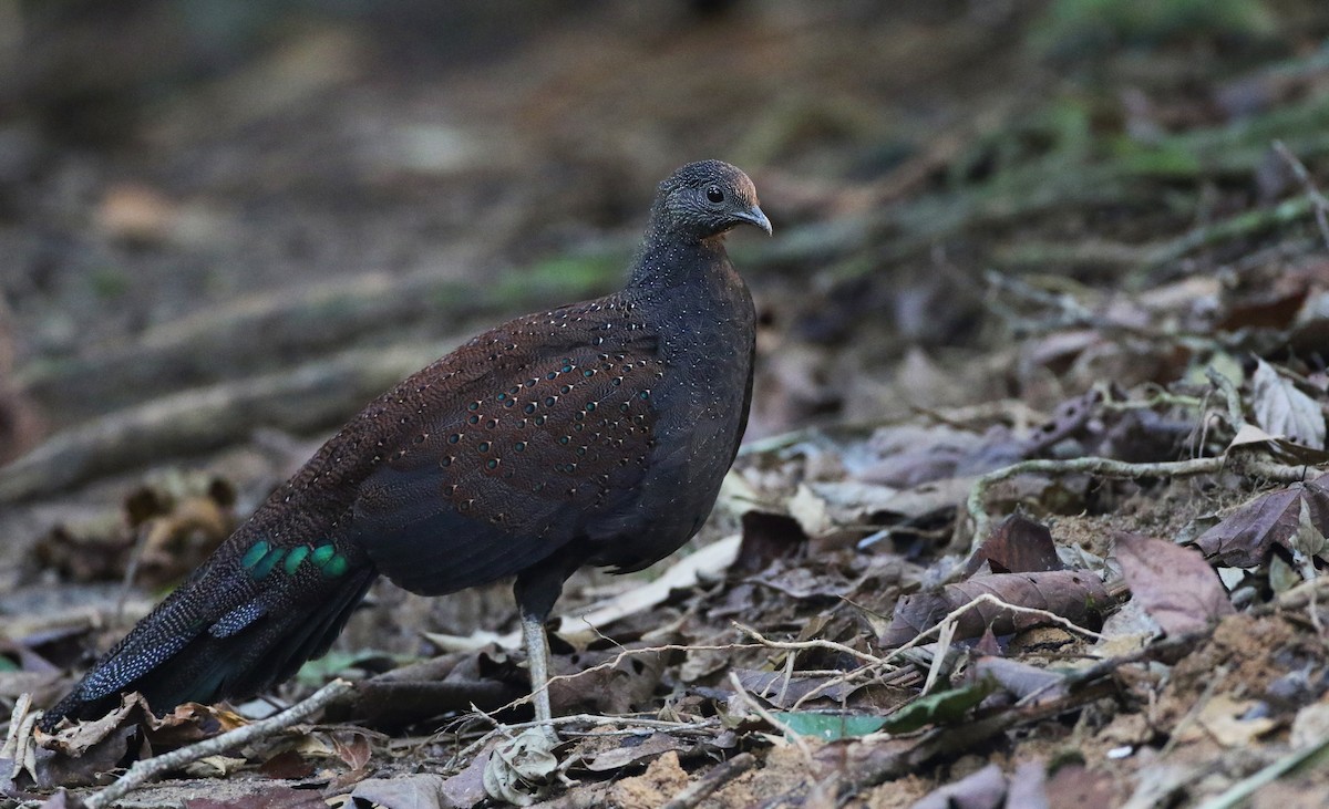 Mountain Peacock-Pheasant - Luke Seitz