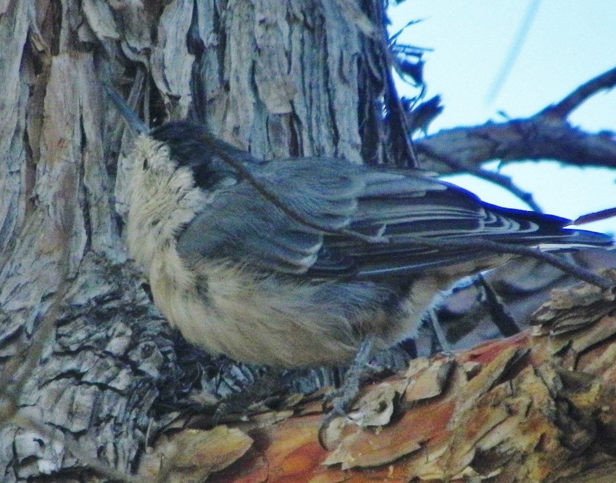 White-breasted Nuthatch - Mark Hays