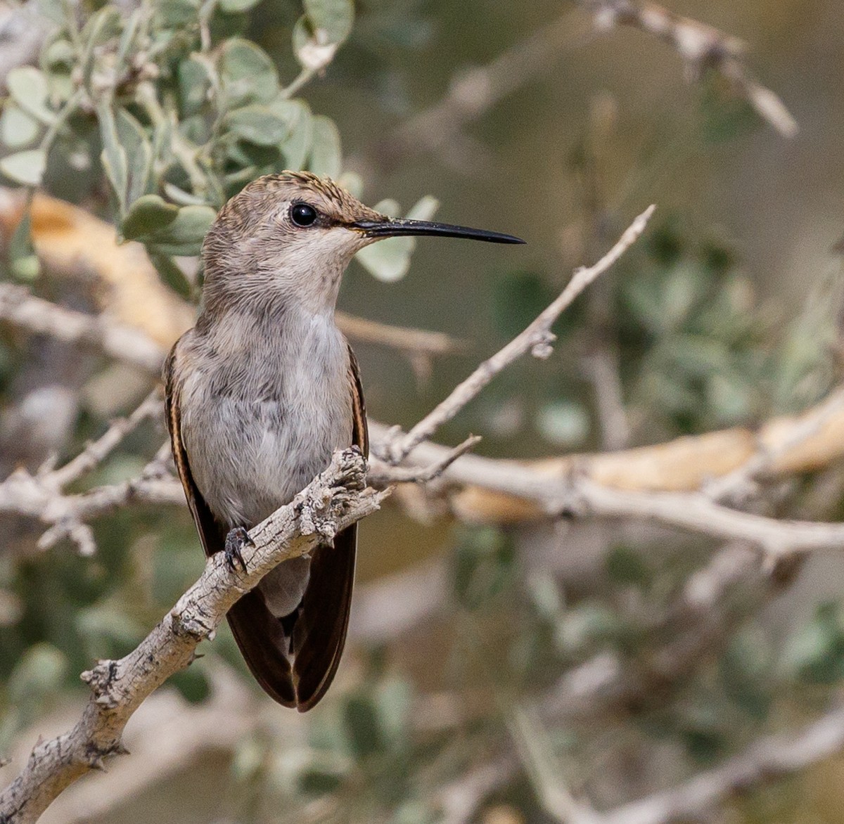 Costa's Hummingbird - Chezy Yusuf