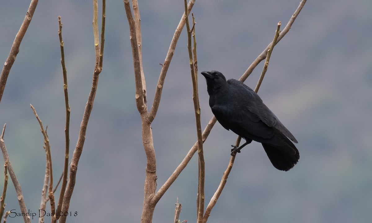 Large-billed Crow (Indian Jungle) - ML89824691