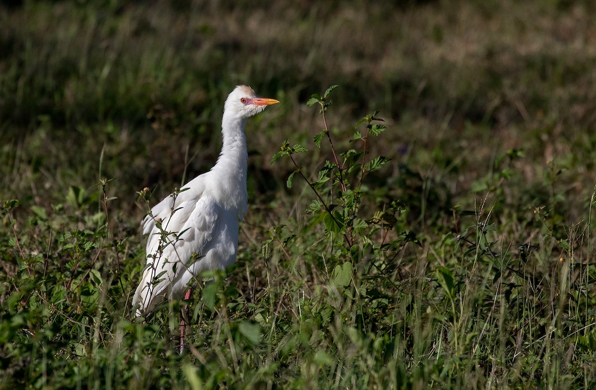 Western Cattle Egret - Suzanne Labbé