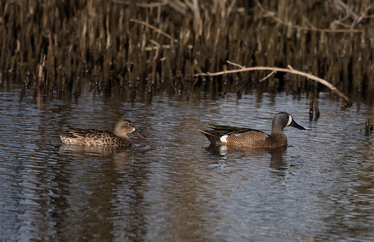 Blue-winged Teal - Suzanne Labbé