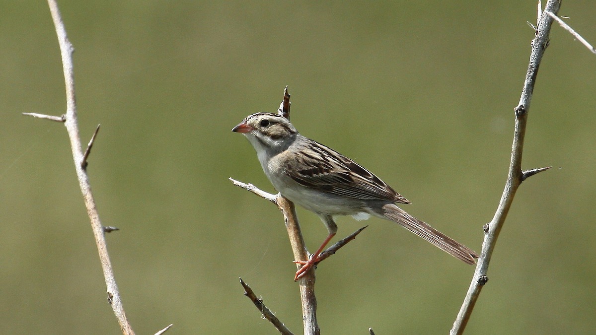 Clay-colored Sparrow - Shelby  Birch