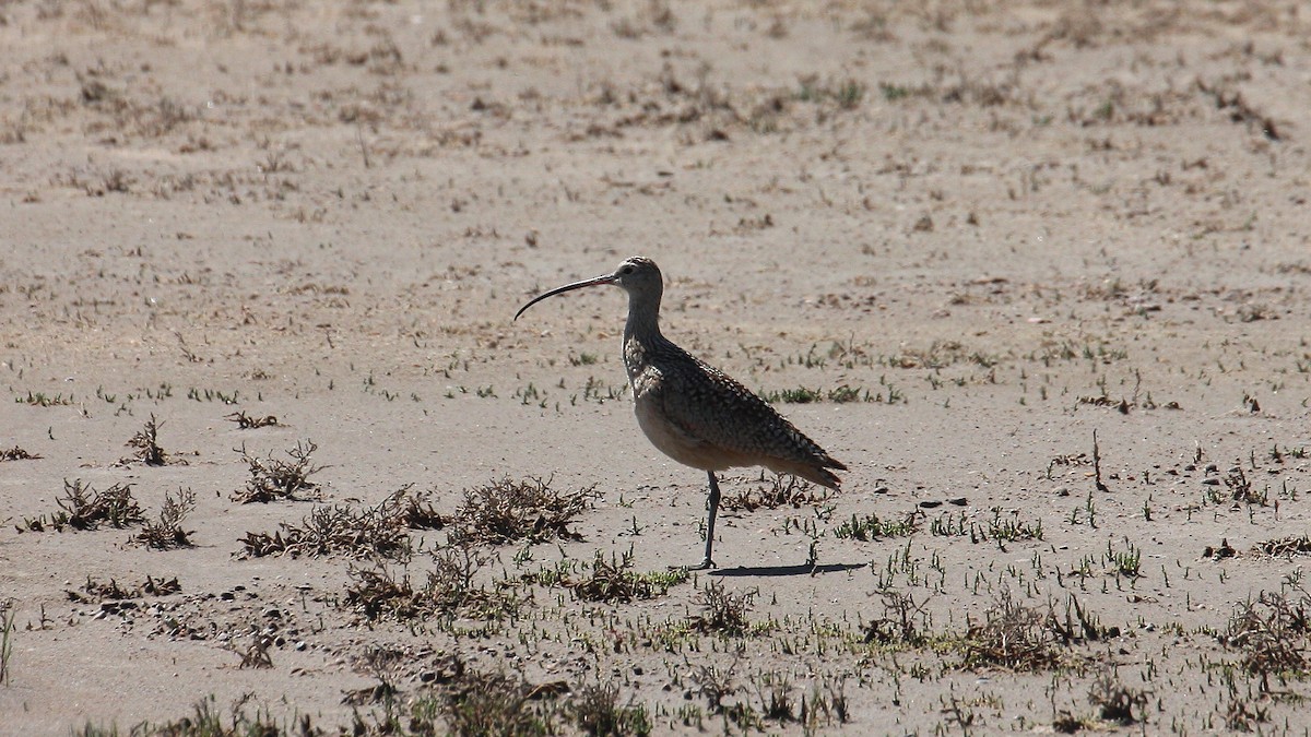 Long-billed Curlew - Shelby  Birch