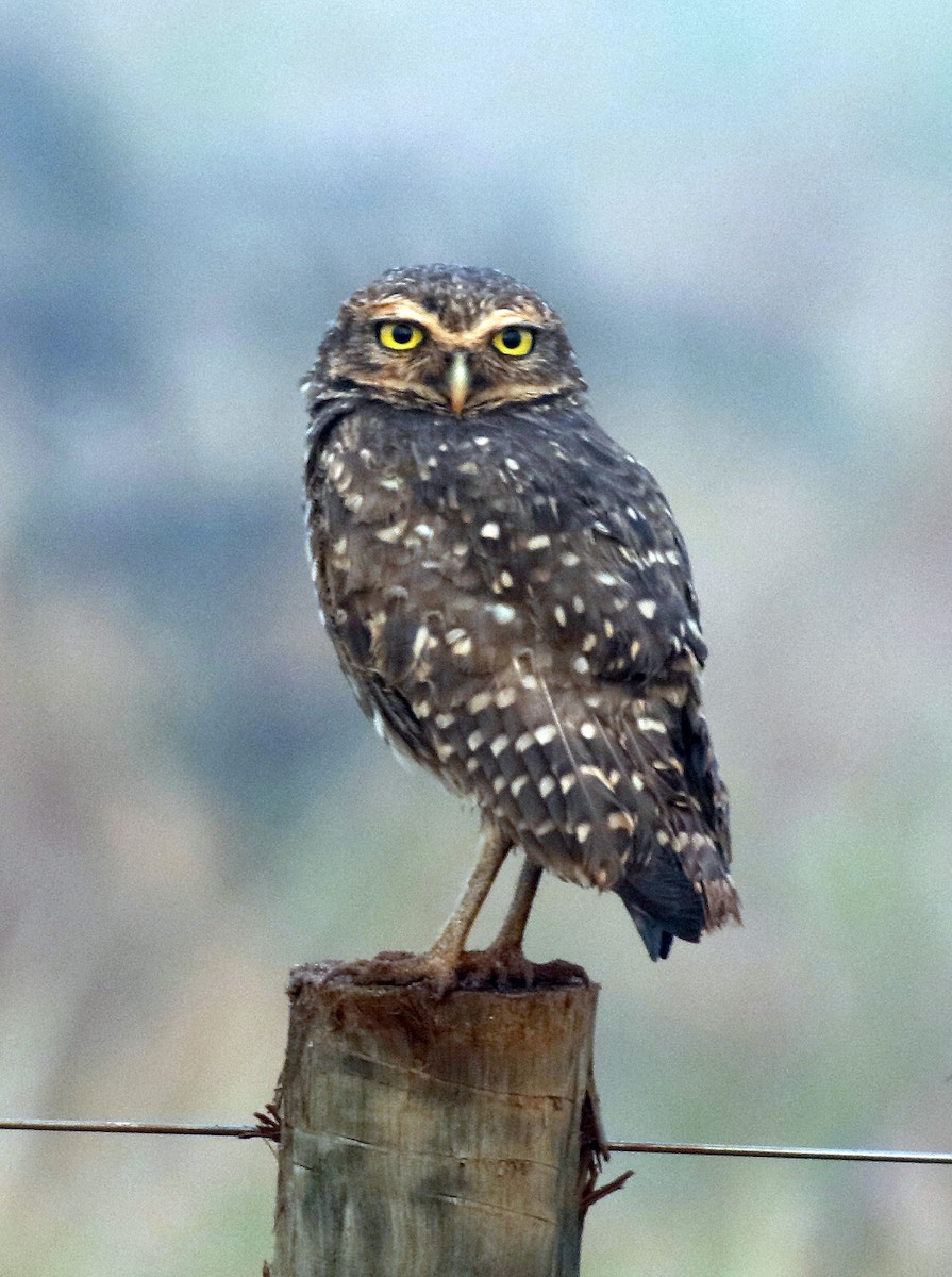 Burrowing Owl - ML89832801