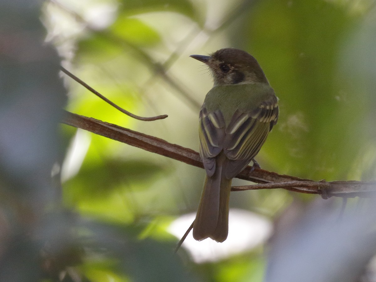 Sepia-capped Flycatcher - ML89833421