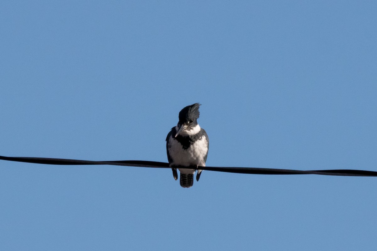 Belted Kingfisher - ML89833611