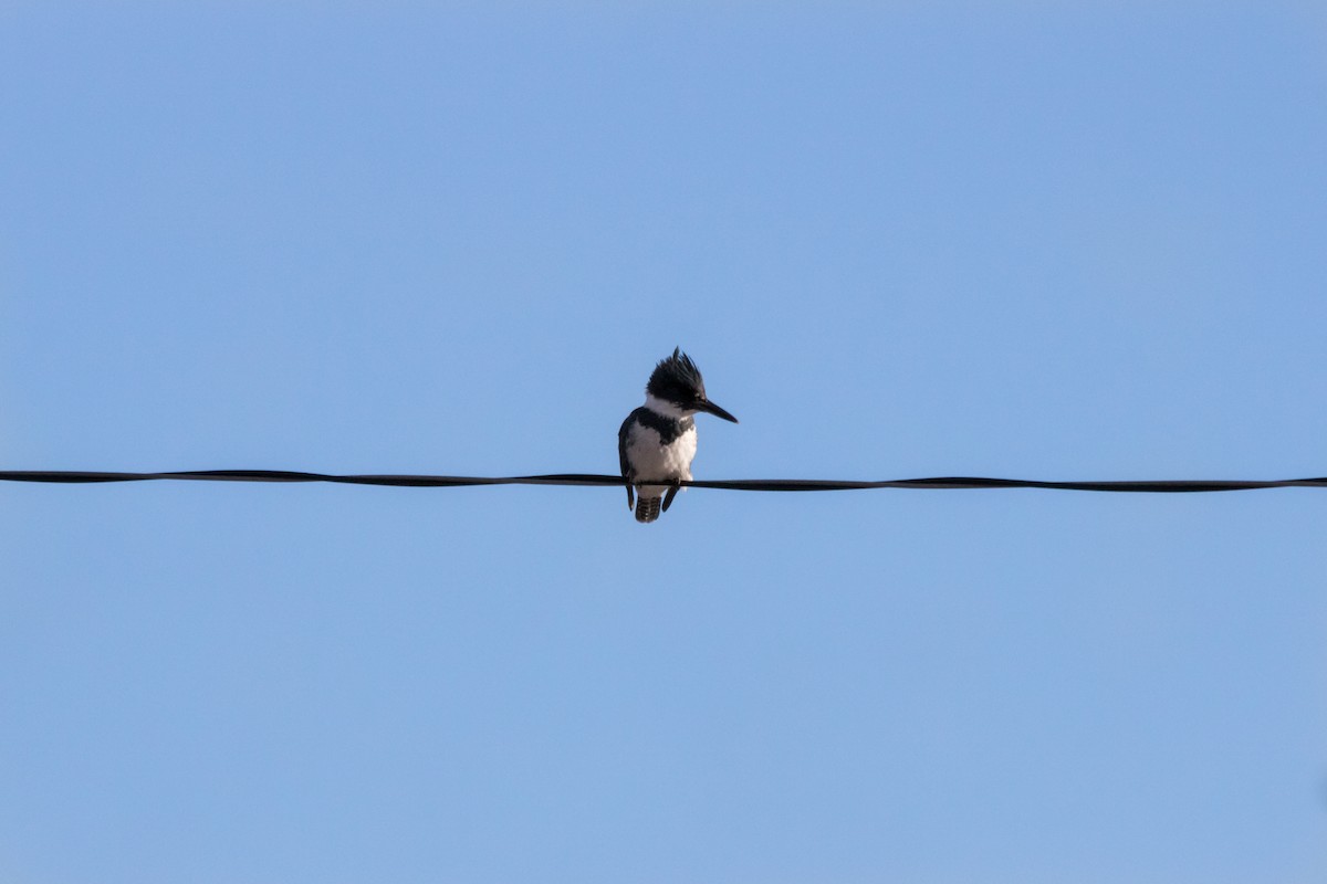 Belted Kingfisher - ML89833621