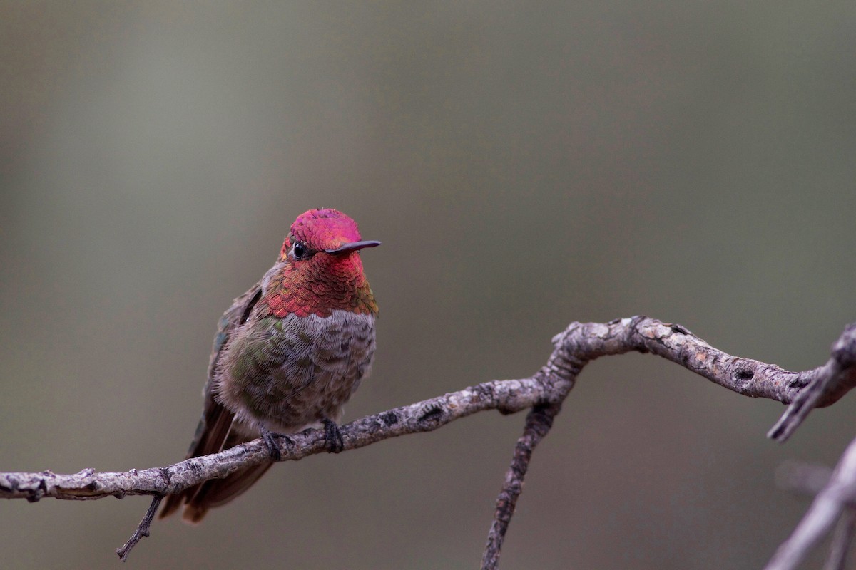Anna's Hummingbird - Johanna Beam