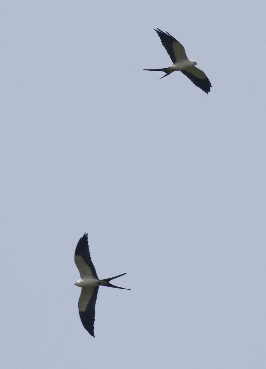 Swallow-tailed Kite - ML89833991